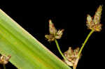 Woodland bulrush